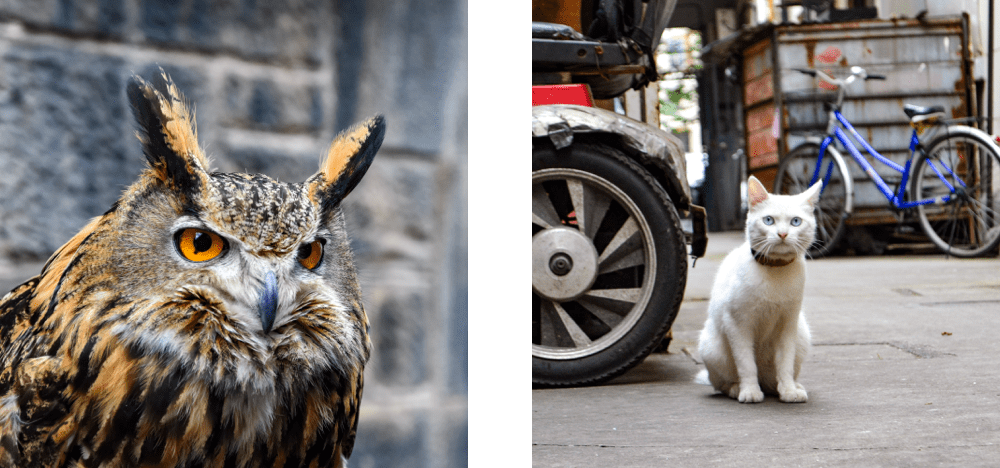 photo-animaux
