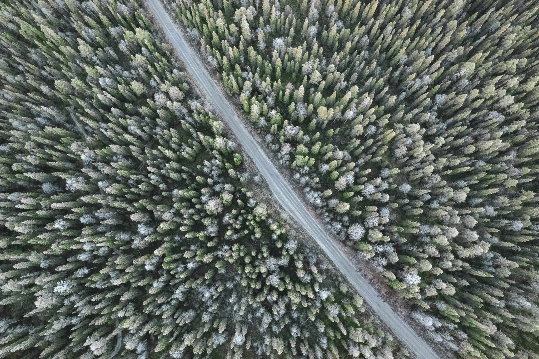 route foret